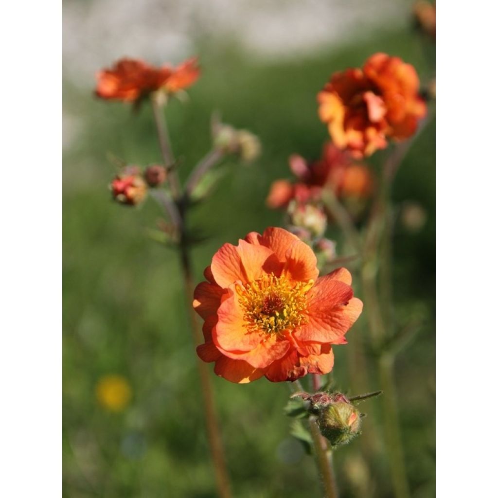 Geum Totally Tangerine