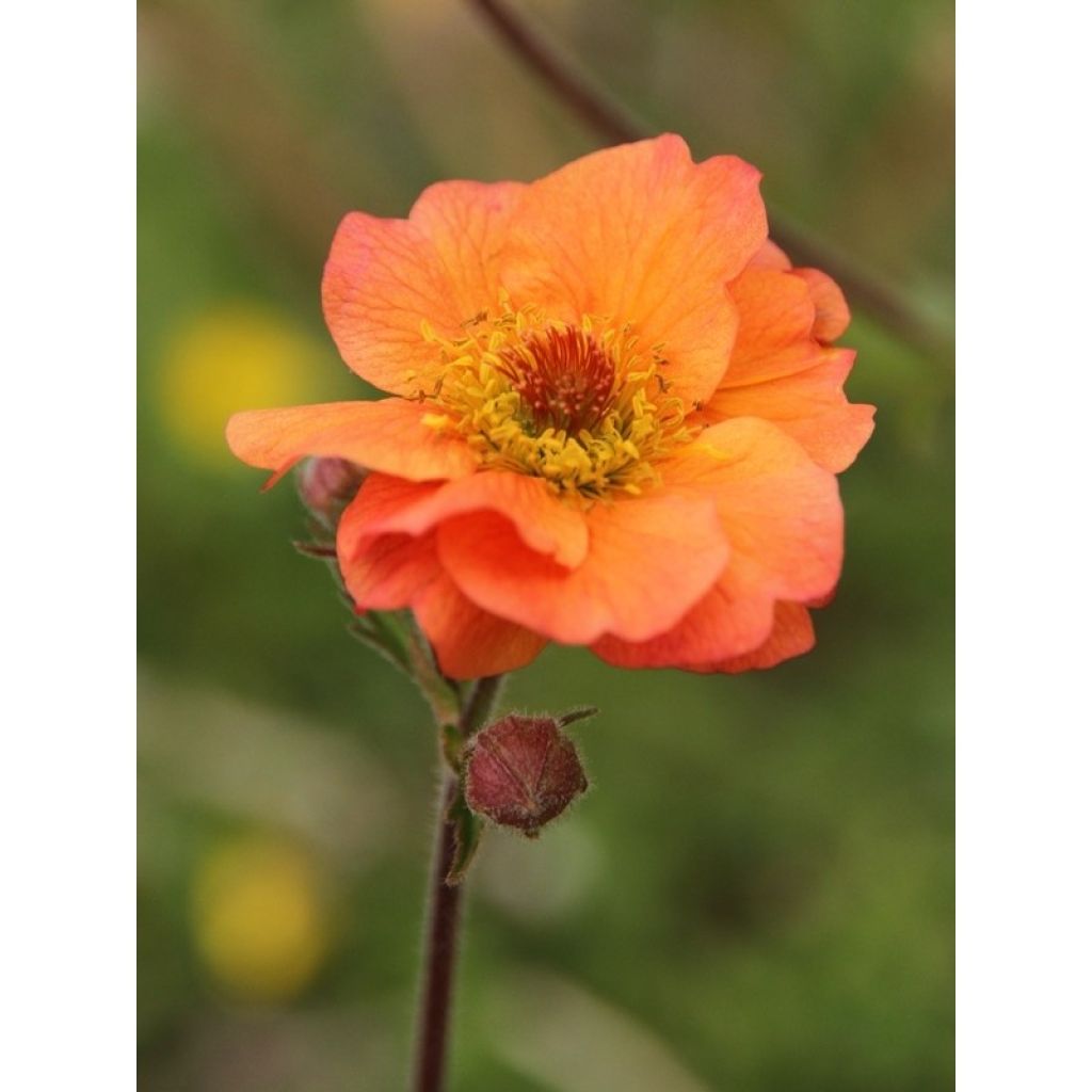 Geum Totally Tangerine