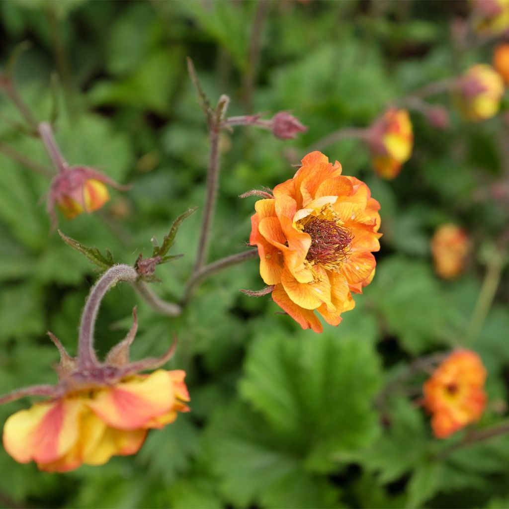 Geum Tutti Frutti