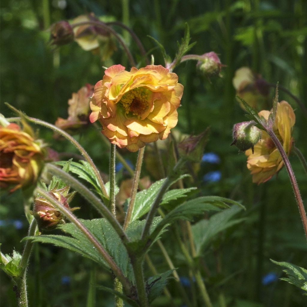 Geum Tutti Frutti