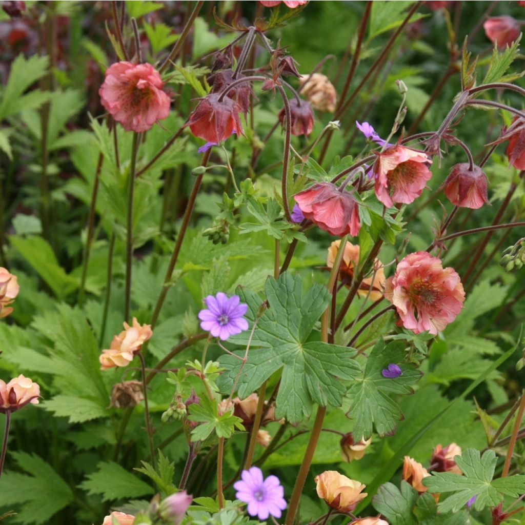 Geum Bell Bank