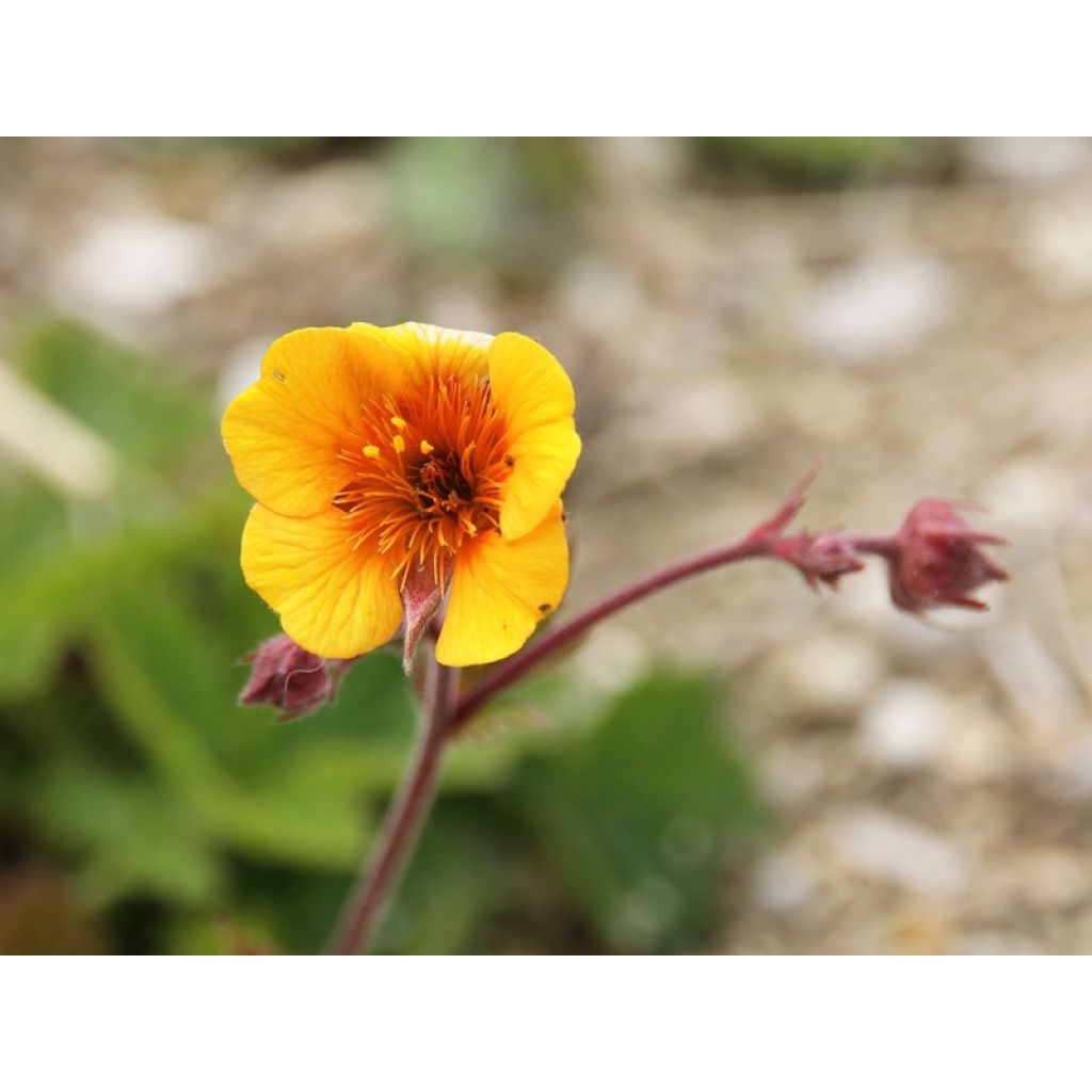 Geum coccineum Karlskaer