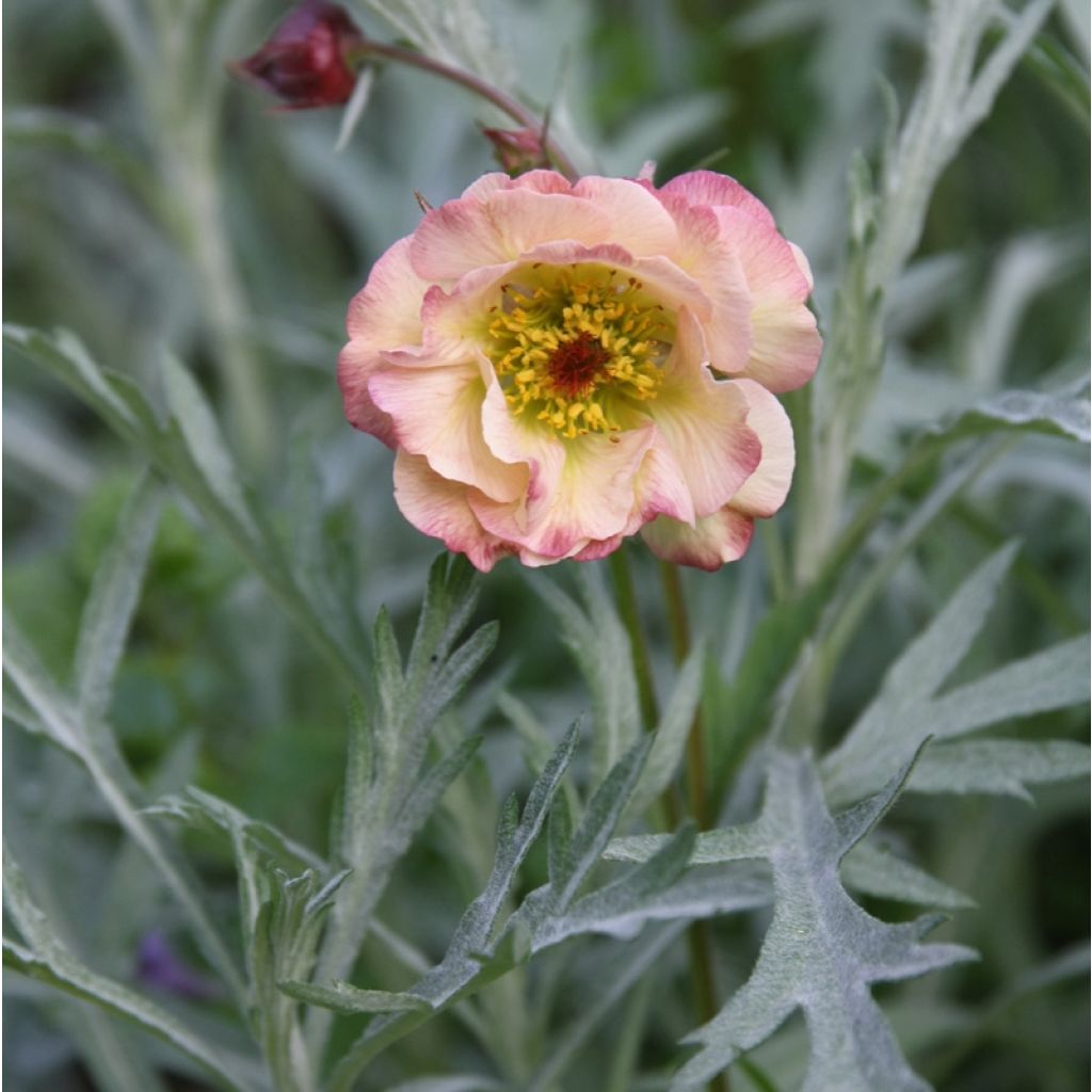 Geum Cosmopolitan