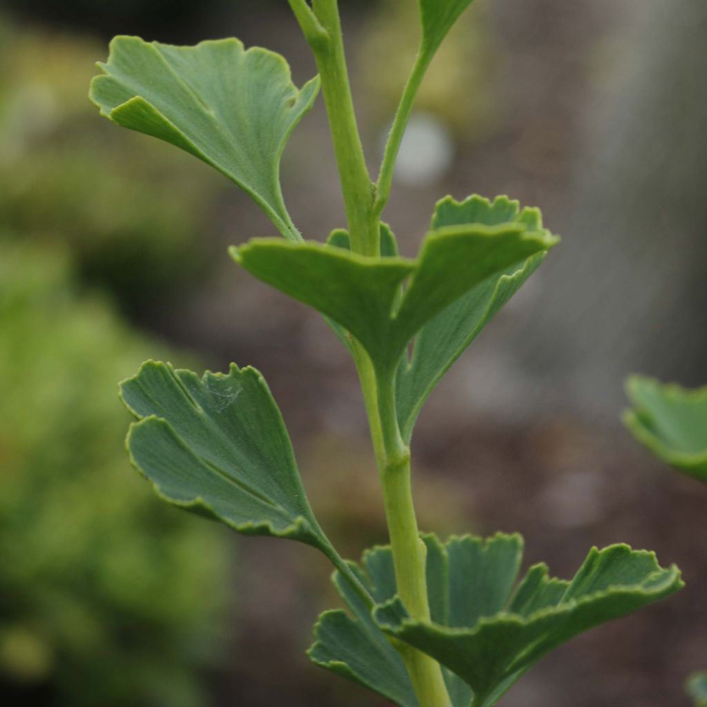 Ginkgo biloba Menhir