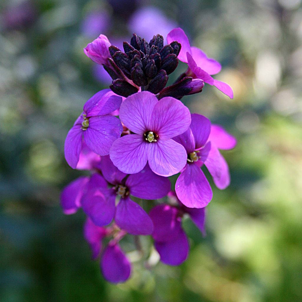 Erysimum Bowles Mauve - Violaciocca