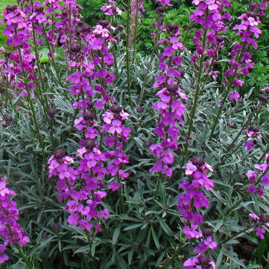 Erysimum Bowles Mauve - Violaciocca