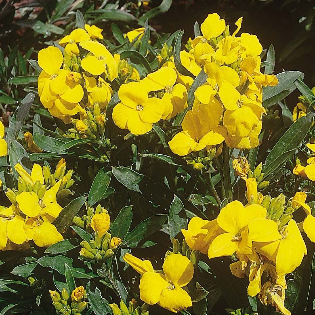 Erysimum Cloth of Gold - Violaciocca