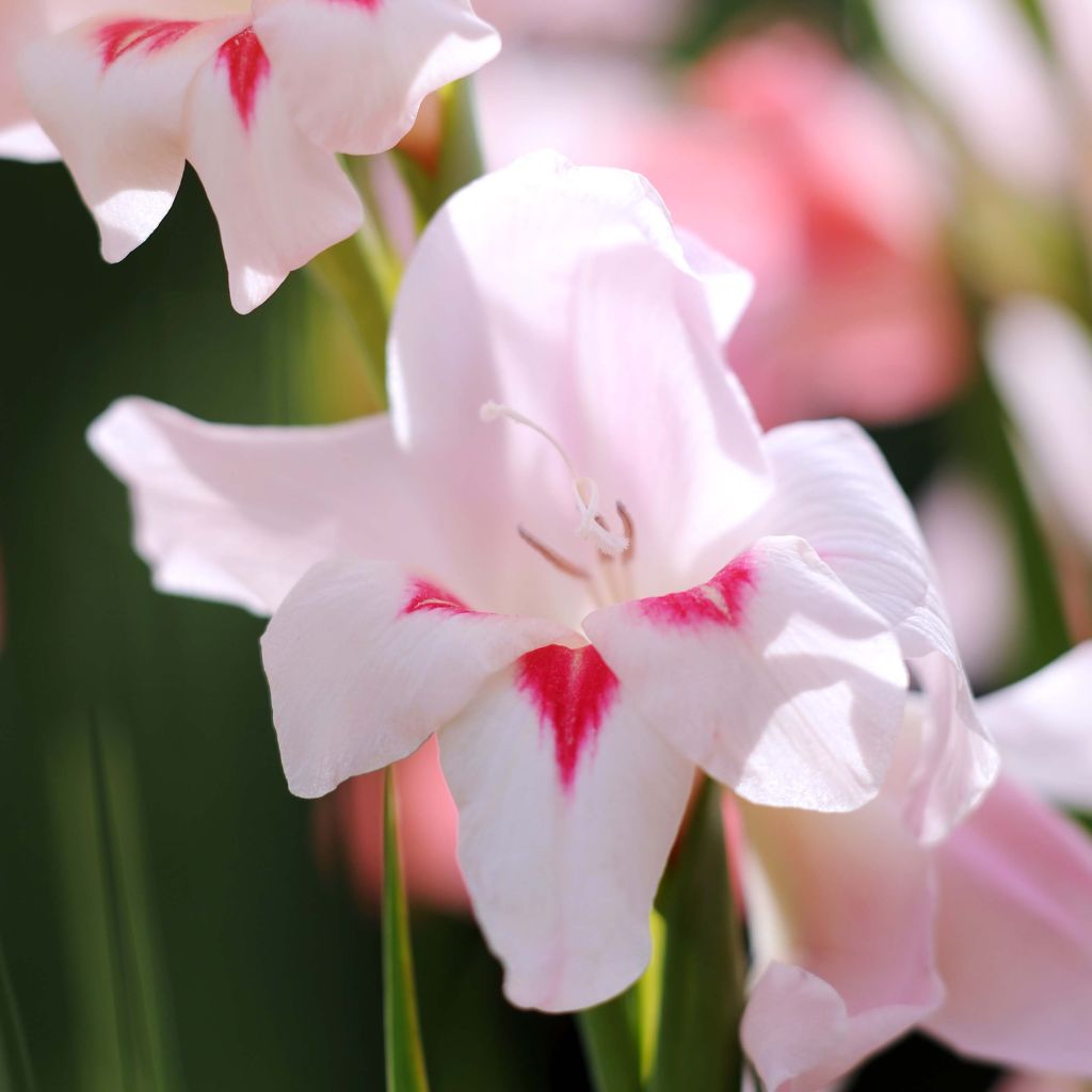 Gladiolus colvillei Elvira