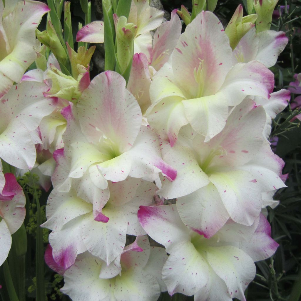 Gladiolus colvillei Frozen Sparks