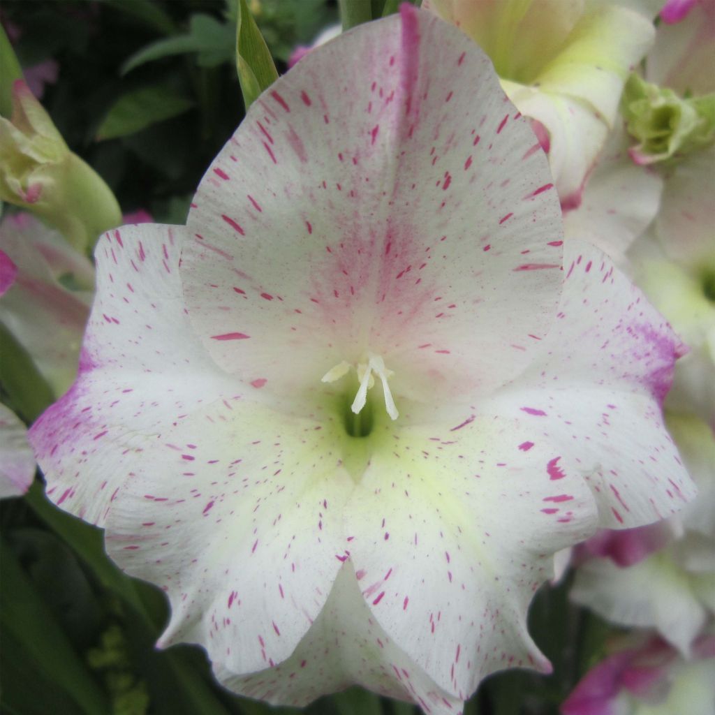 Gladiolus colvillei Frozen Sparks