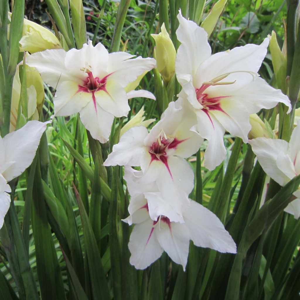 Gladiolus callianthus Lucky Star