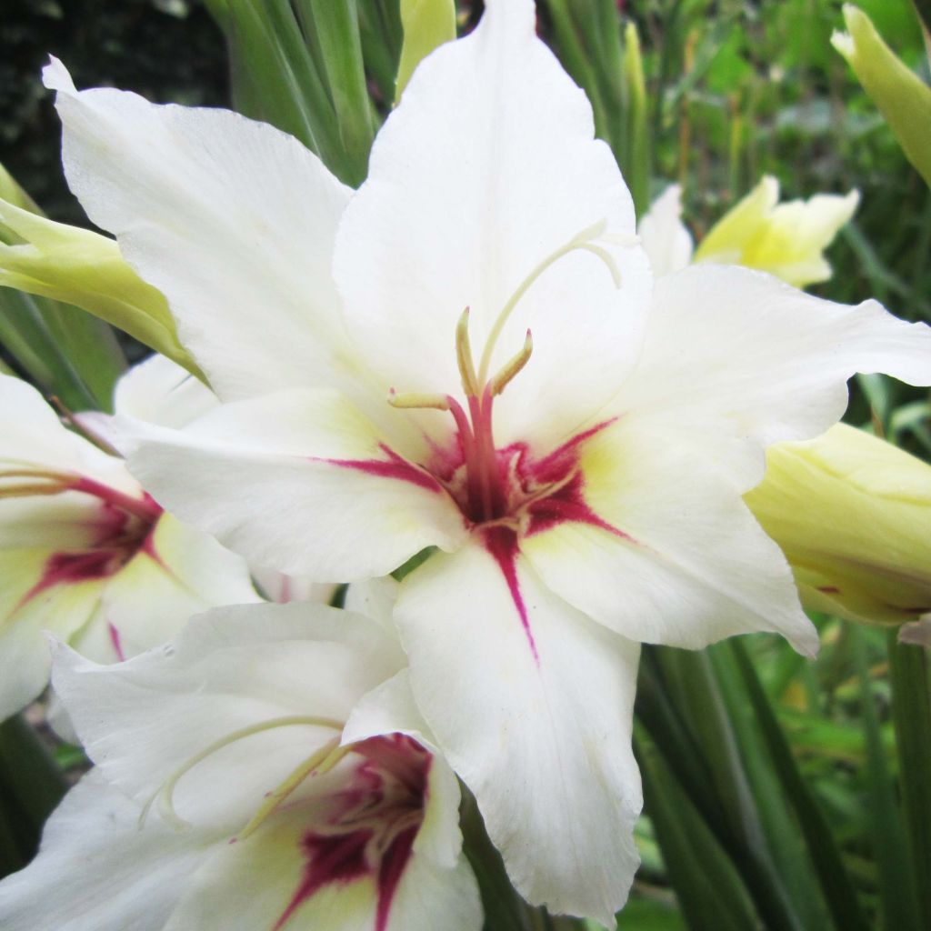 Gladiolus callianthus Lucky Star