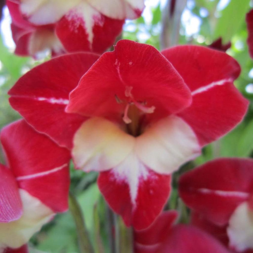 Gladiolus primulinus Laura Jay