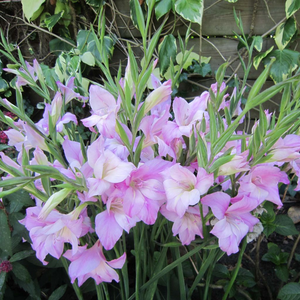 Gladiolus tubergenii Charming Lady