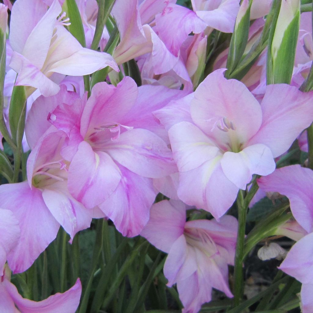 Gladiolus tubergenii Charming Lady