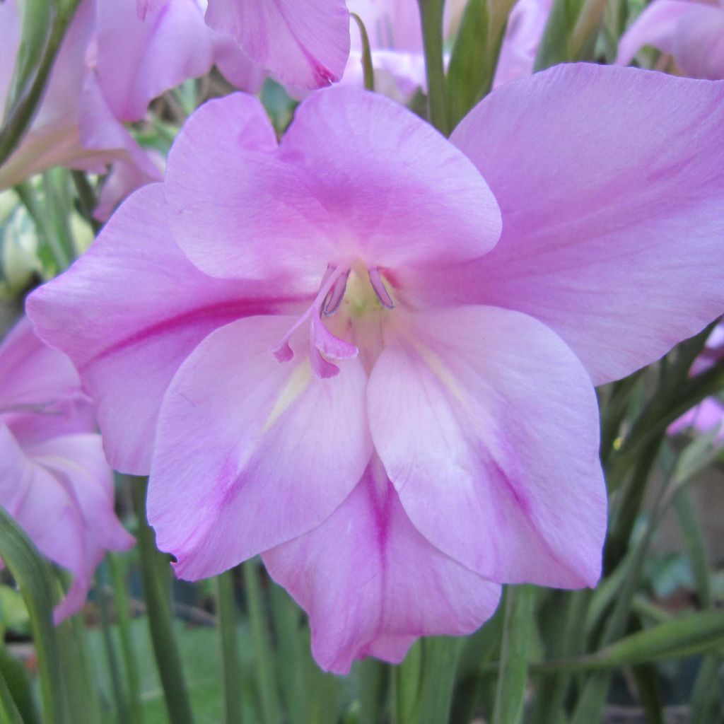 Gladiolus tubergenii Charming Lady