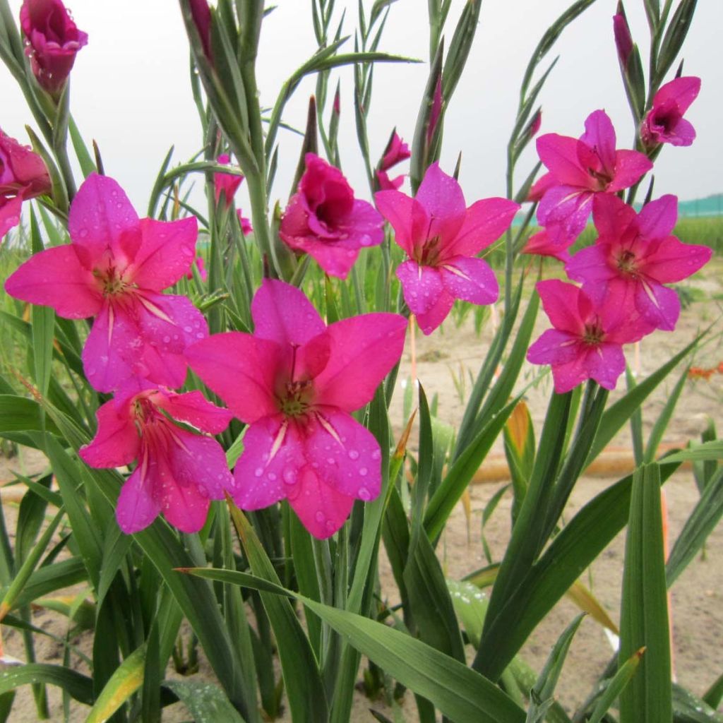 Gladiolus byzantinus Whistling Jack