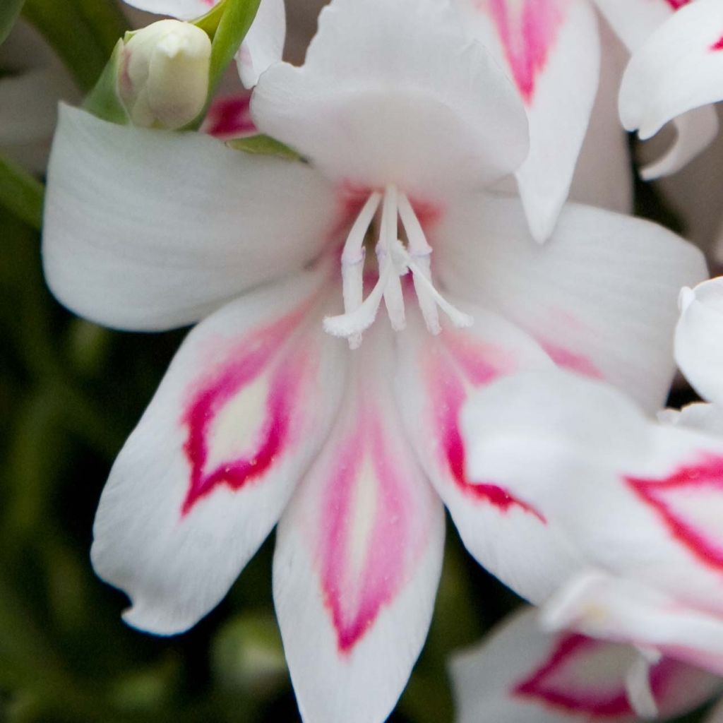 Gladiolus colvillei Nymph