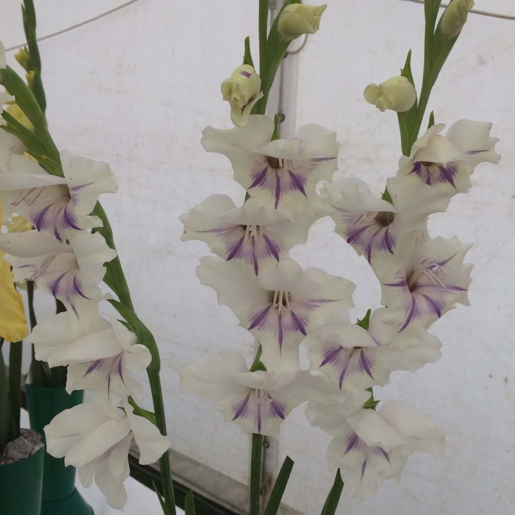 Gladiolus primulinus Angel Kisses