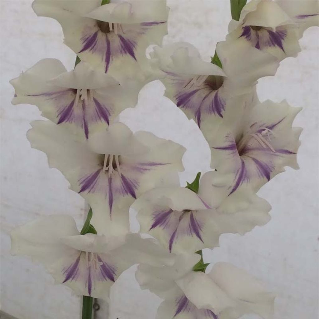 Gladiolus primulinus Angel Kisses