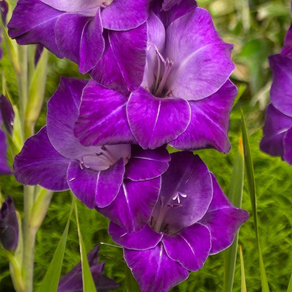 Gladiolo Violetta