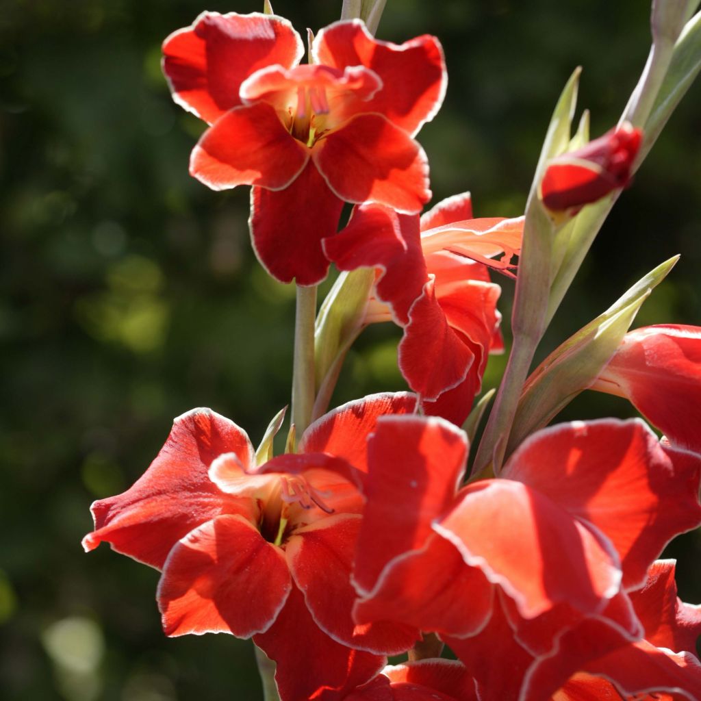 Gladiolus primulinus Atom