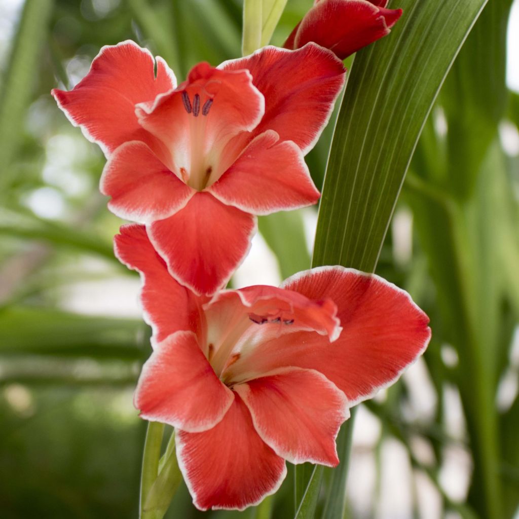 Gladiolus primulinus Atom