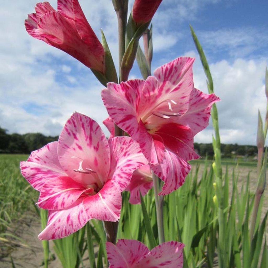 Gladiolus tubergenii Bibi