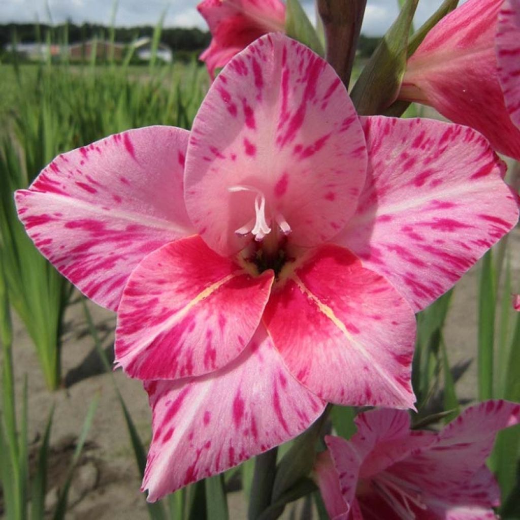 Gladiolus tubergenii Bibi