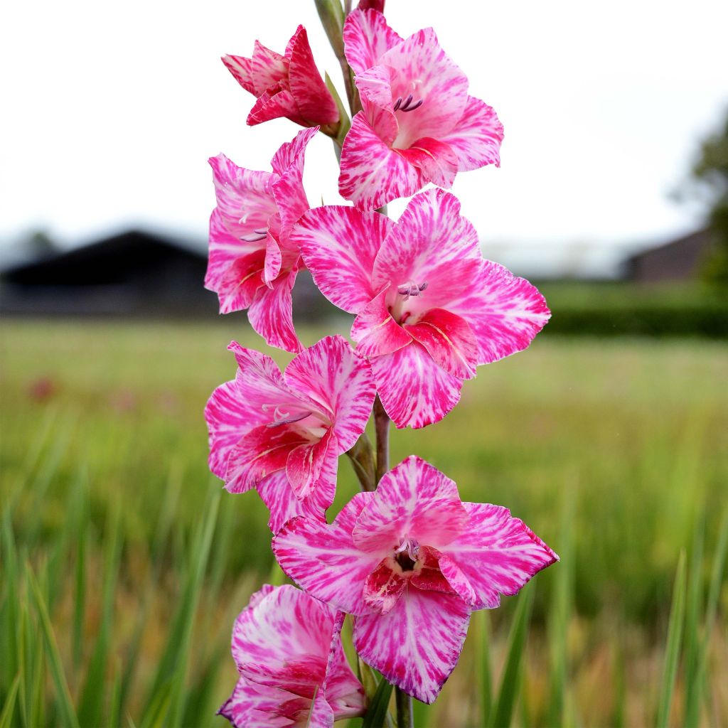 Gladiolus tubergenii Bibi