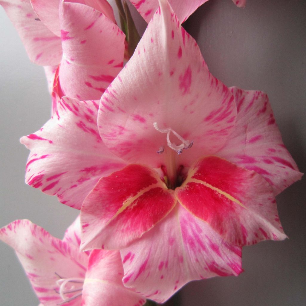 Gladiolus tubergenii Bibi