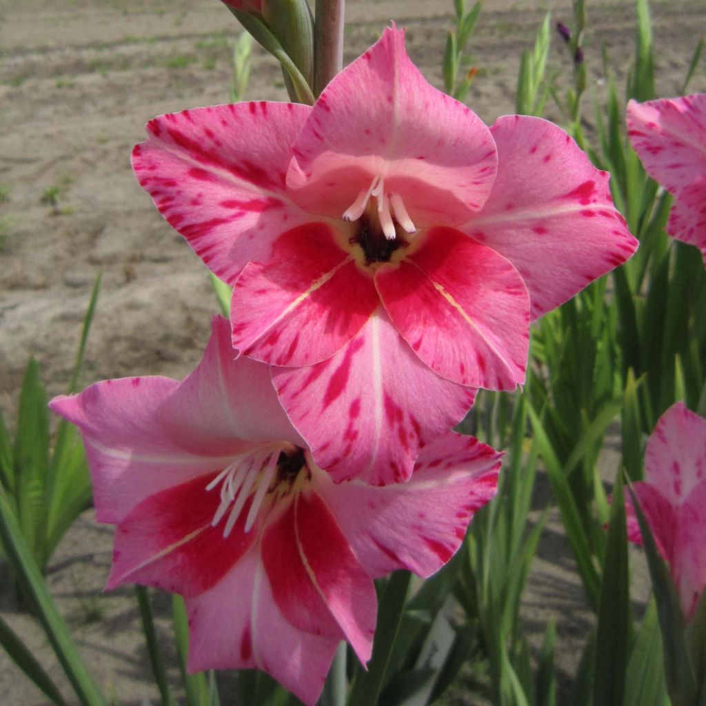 Gladiolus tubergenii Bibi