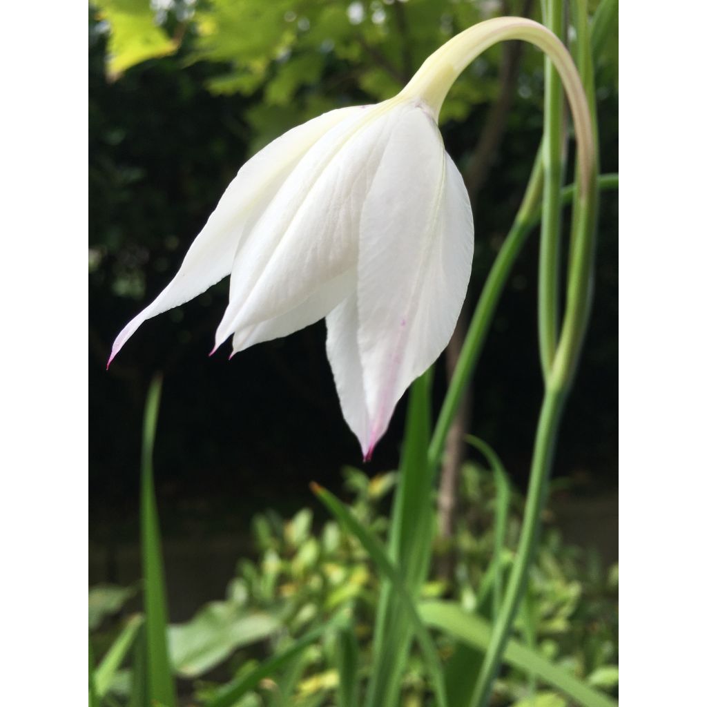 Gladiolus callianthus