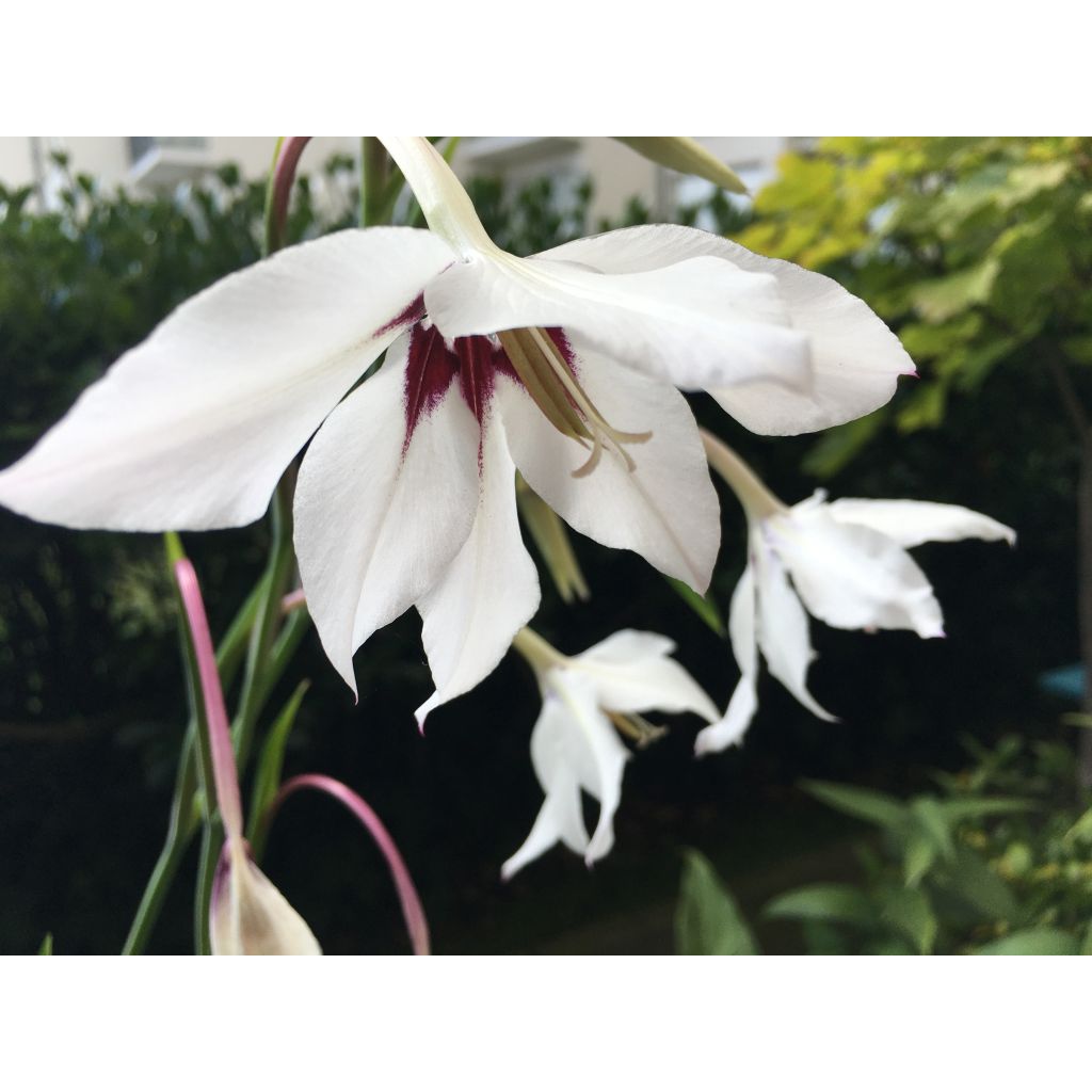 Gladiolus callianthus