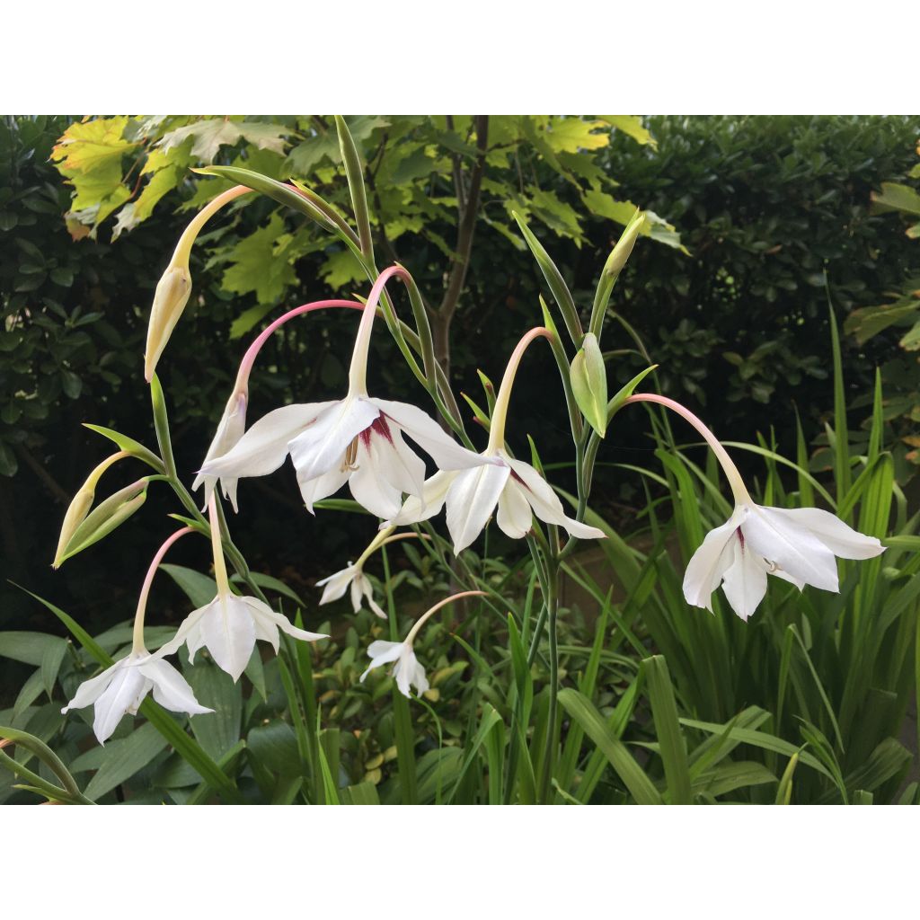 Gladiolus callianthus