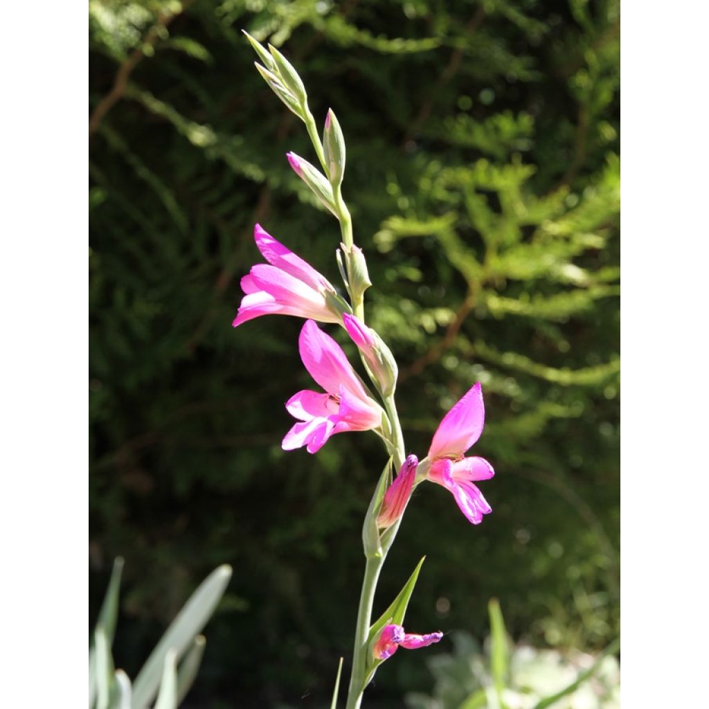 Gladiolus italicus