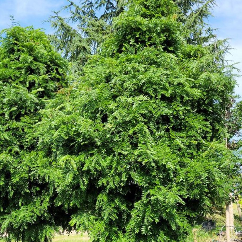 Févier d'Amérique - Gleditsia triacanthos Elegantissima