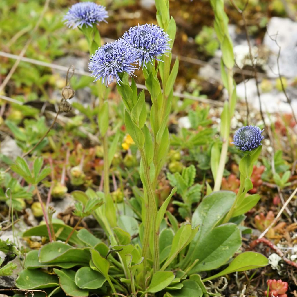 Globularia punctata - Globularia punteggiata