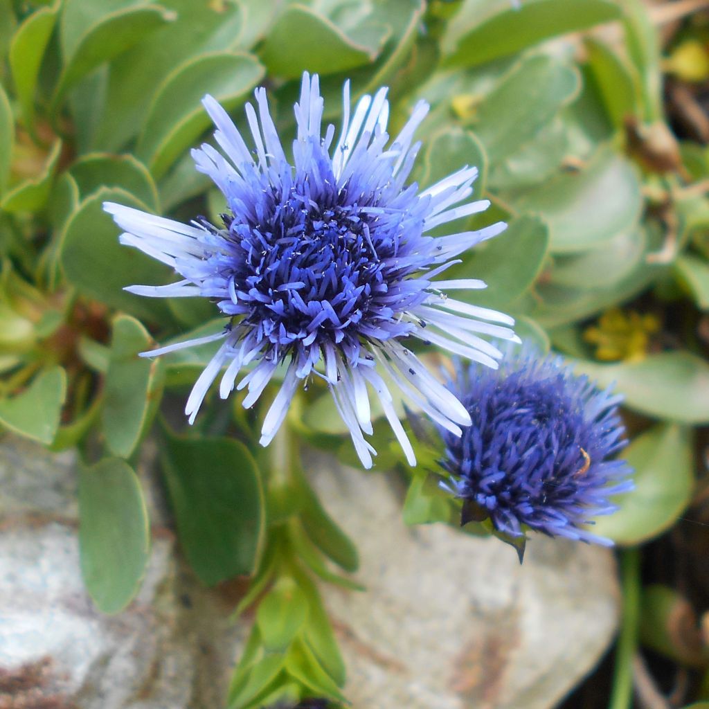 Globularia trichosantha