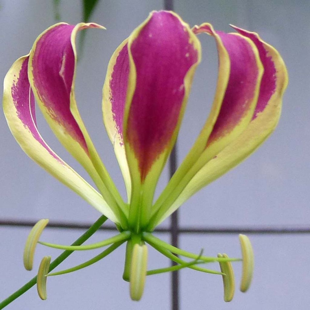 Gloriosa Carsonii