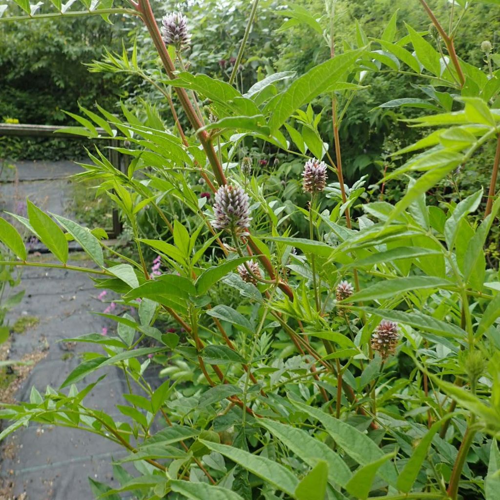 Glycyrrhiza yunnanensis