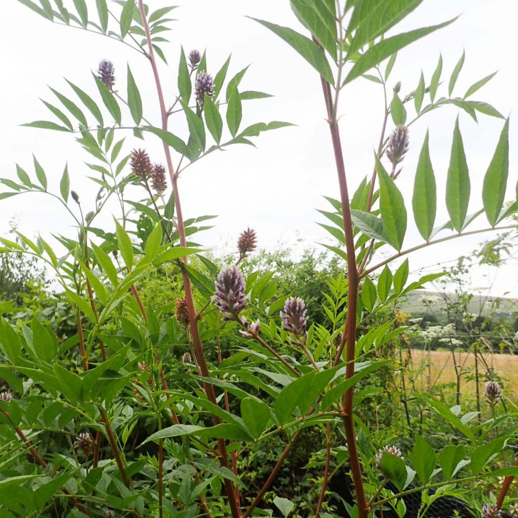 Glycyrrhiza yunnanensis