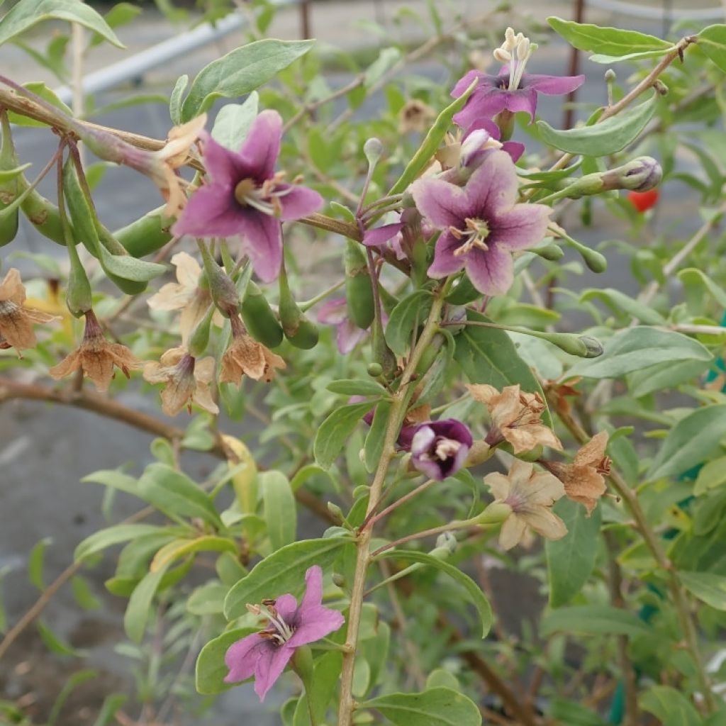 Gojidelys - Lycium barbarum