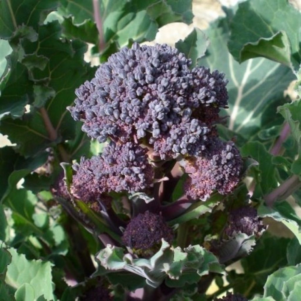 Broccolo Santee Purple