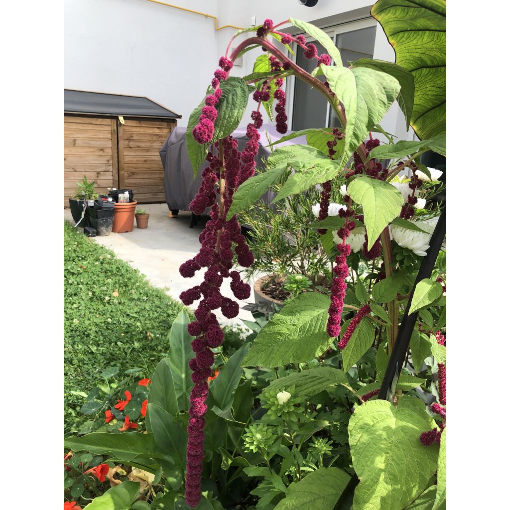 Amaranto Dreadlocks - Amaranthus