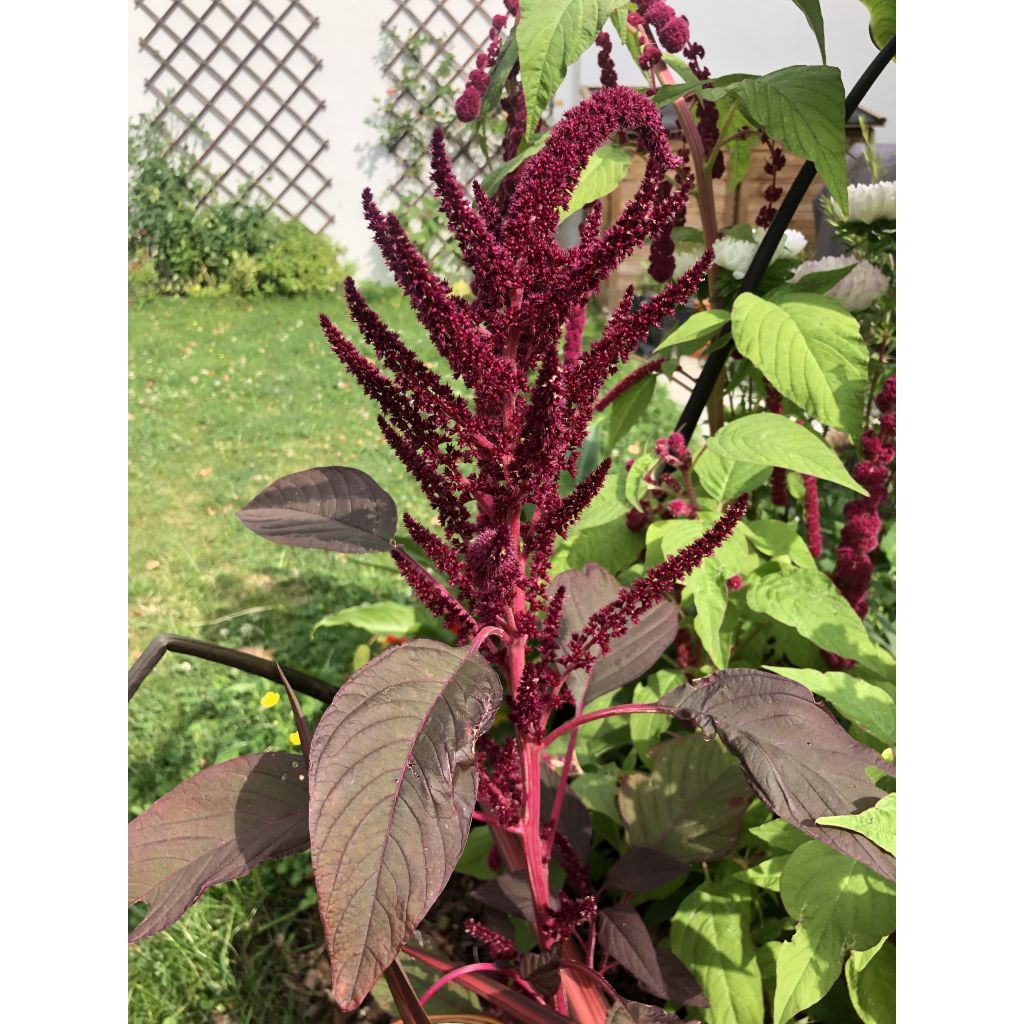 Amaranto Velvet Curtains - Amaranthus