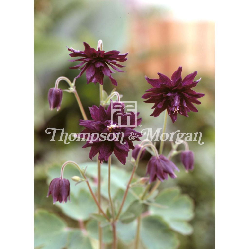 Aquilegia vulgaris Miss M.J. Huish