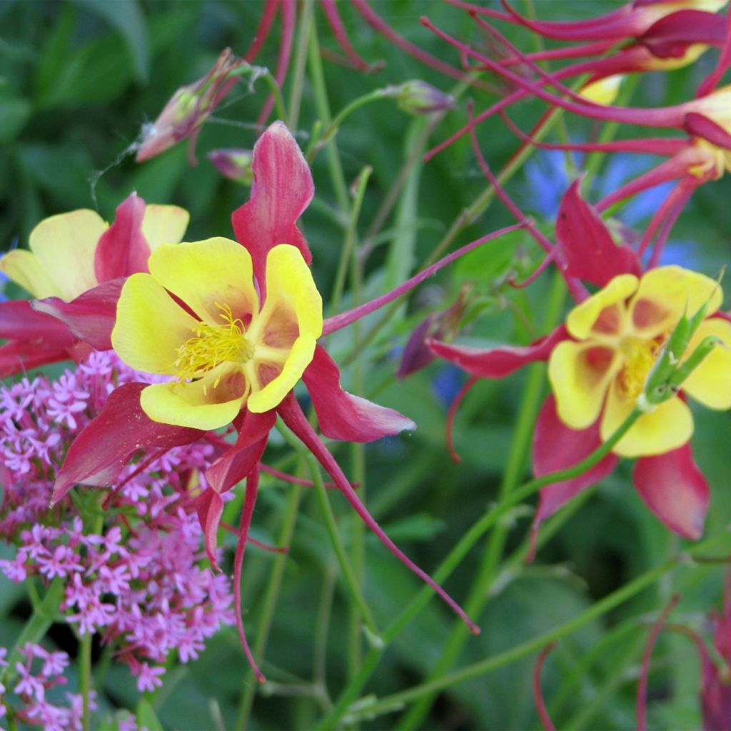 Graines d'Ancolie des jardins Firecracker - Aquilegia x hybrida (Graines ornementales)