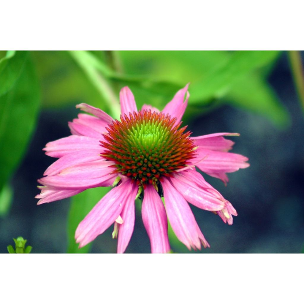 Echinacea purpurea (semi)