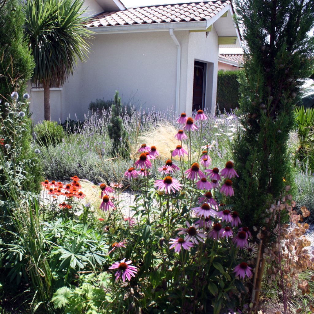 Echinacea purpurea (semi)